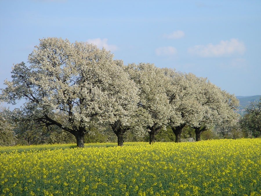 Outdoor Coaching - Frühlings-Erwachen: Die Kraft des Frühlings spüren, wenn alles erblüht