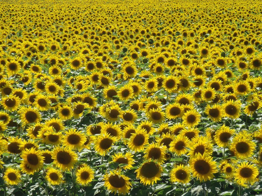 Outdoor Coaching Sommer Sonnenblumen Fülle